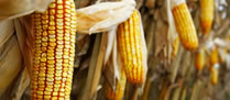 /10621milho_2.jpg