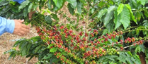 /10995cafeamazonia.jpg