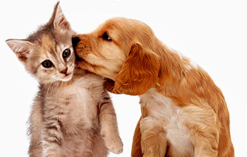 /20558cão-e-gato-juntos2.jpg