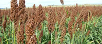 /9386sorgo_p.jpg