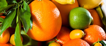 /9539citricas_p.jpg