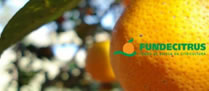 /9641fundecitrus_p.jpg