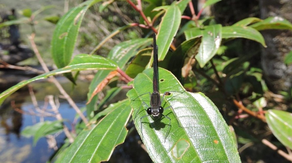 Nova espécie de libélula é identificada em unidade de conservação de Minas